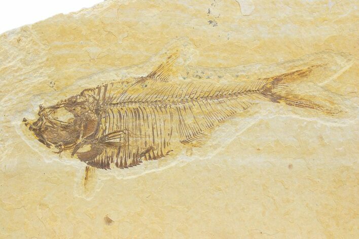 Detailed Fossil Fish (Diplomystus) - Wyoming #373751